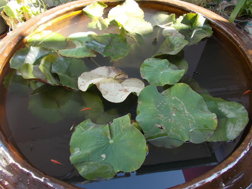 צ'יאנג מאי Wualai Residence מראה חיצוני תמונה